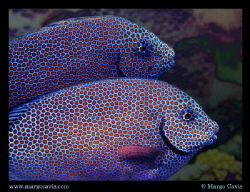 Red spotted fish in Australia by Margo Cavis 
